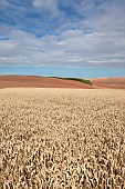 Mature wheat plot in an agricultural landscape, with plots already tilled after barley or rapeseed harvest in the background, France.