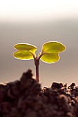 Emergence of a rapeseed seedling with cotyledons. Susceptible to weevil and slug attacks, France