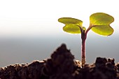 Emergence of a rapeseed seedling with cotyledons. Susceptible to weevil and slug attacks, France