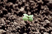 Emergence of a rapeseed seedling with cotyledons. Susceptible to weevil and slug attacks, France