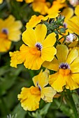 Nemesia Sunsatia Plus Pomelo