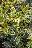Holly Osmanthus (Osmanthus heterophyllus) Tricolor foliage in late winter