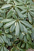 Pittosporum (Pittosporum tobira var. nana) Neige du Mont Ventoux