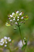 Perfoliate Pennycress (Microthlaspi perfoliatum), Bouches-du-Rhone, France