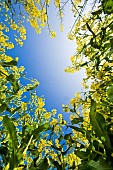 Field of rapeseed in bloom against a backdrop of blue sky, France
