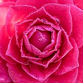 Camellia Black Lace flower close-up