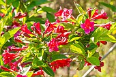 Weigela Bristol Ruby, Weigela florida Bristol Ruby, flowers