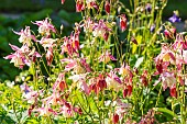 Colorado Blue Columbine, Aquilegia caerulea Origami? Pink & White, flowers