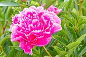Herbaceous peony Auguste Dessert, Paeonia lactiflora Auguste Dessert, flower