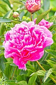 Herbaceous peony Auguste Dessert, Paeonia lactiflora Auguste Dessert, flower