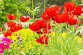 Paeonia lactiflora Mme Emile Débatène, Papaver somniferum Le Géant, Centranthus ruber, Euphorbia polychroma Major.