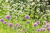Ornamental garlic Purple Sensation, Allium aflatunense Purple Sensation and white valerian, Centhrantus ruber Alba, in bloom