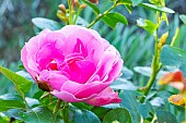 Rosa Leonard de Vinci, flower