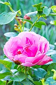 Rosa Leonard de Vinci, flower