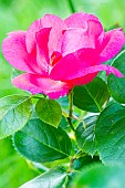 Rosa Anne de Bretagne, flower