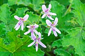 Scented geranium, Pelargonium Endstorm, flowers
