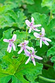 Scented geranium, Pelargonium Endstorm, flowers