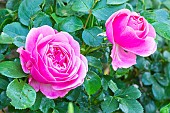 Rosa Leonard de Vinci, flowers