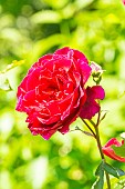 Rosa Ena Harkness, fleur