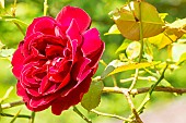 Rosa Red Parfum, flower