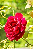 Rosa Red Parfum, flower