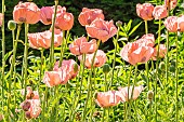 Oriental Poppy, Prinzessin Victoria Louise, Papaver orientale Prinzessin Victoria Louise, flowers