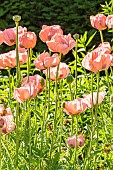 Oriental Poppy, Prinzessin Victoria Louise, Papaver orientale Prinzessin Victoria Louise, flowers