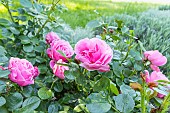 Rosa Leonard de Vinci, flowers