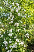 Rosa Félicité et Perpétue, in bloom