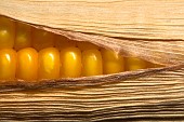 Corn grains on the cob at maturity for silage or grain
