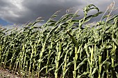 Rows at the edge of a cornfield bent by the wind as a storm arrives. Frane