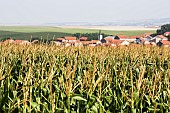 Corn in bloom in early July, village in the distance, Lorraine, France