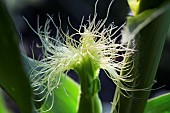 Female corn flowers in summer, the silks, pollen-receiving styles, can be red or purple. France