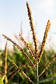 Male corn flowering, branched panicle bearing spikelets, releasing anthers which release pollen during florescence. France
