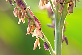 Male corn flowering, branched panicle bearing spikelets, releasing anthers which release pollen during florescence. France