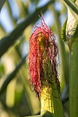 Female corn flowers in summer, the silks, pollen-receiving styles, can be red or purple. France