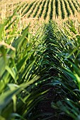 A plot of corn in bloom in July on the edge of a forest. France