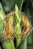 Female corn flowers in summer, the silks, pollen-receiving styles, can be red or purple. France