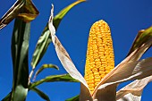 Corn cob maturing with toothed horny kernels, harvest optimization, moisture content around 30%. France