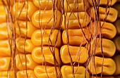 Corn grains on the cob maturing with toothed horny kernels, harvest optimization, moisture content around 30%. France