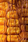 Corn grains on the cob maturing with toothed horny kernels, harvest optimization, moisture content around 30%. France