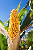 Corn cob maturing with toothed horny kernels, harvest optimization, moisture content around 30%. France