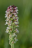Portrait of Burnt-tip Orchid (Neotinea ustulata) on a green backgound, Piedmont, Italy