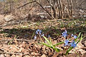 Alpine squill (Scilla bifolia) grows in tipical habitat after snowmelt, Liguria, Italy