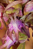 Giant Orchid (Himantoglossum robertianum) the detail of the inflorescence (close-up), Liguria, Italy