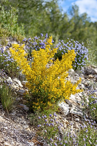 Mediterranean_gorse_Ulex_parviflorus_in_bloom_with_Alypo_Globe_Daisies_Globularia_alypum_in_late_win