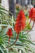 Aloe arborescent (Aloe arborescens) blooming on a roadside, Bandol, Var, France