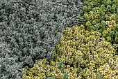 Lemon thyme (Thymus x citriodorus) Silver Queen and Aureus mix