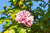 Rosa Domaine de Courson, flower