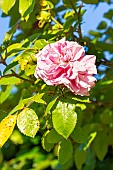 Rosa Domaine de Courson, flower
